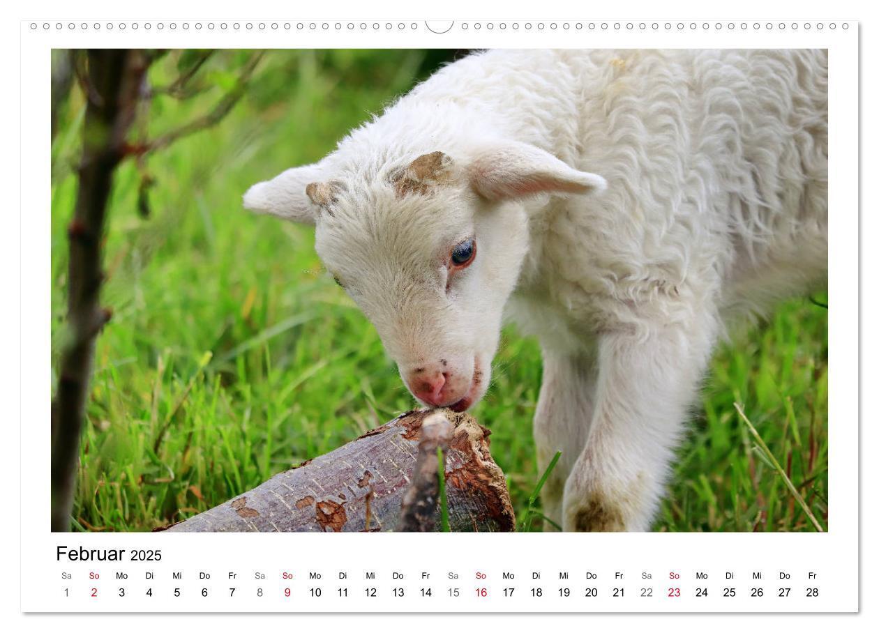 Bild: 9783435429318 | Schäfchen zählen - Mit Schafen durchs Jahr (Wandkalender 2025 DIN...