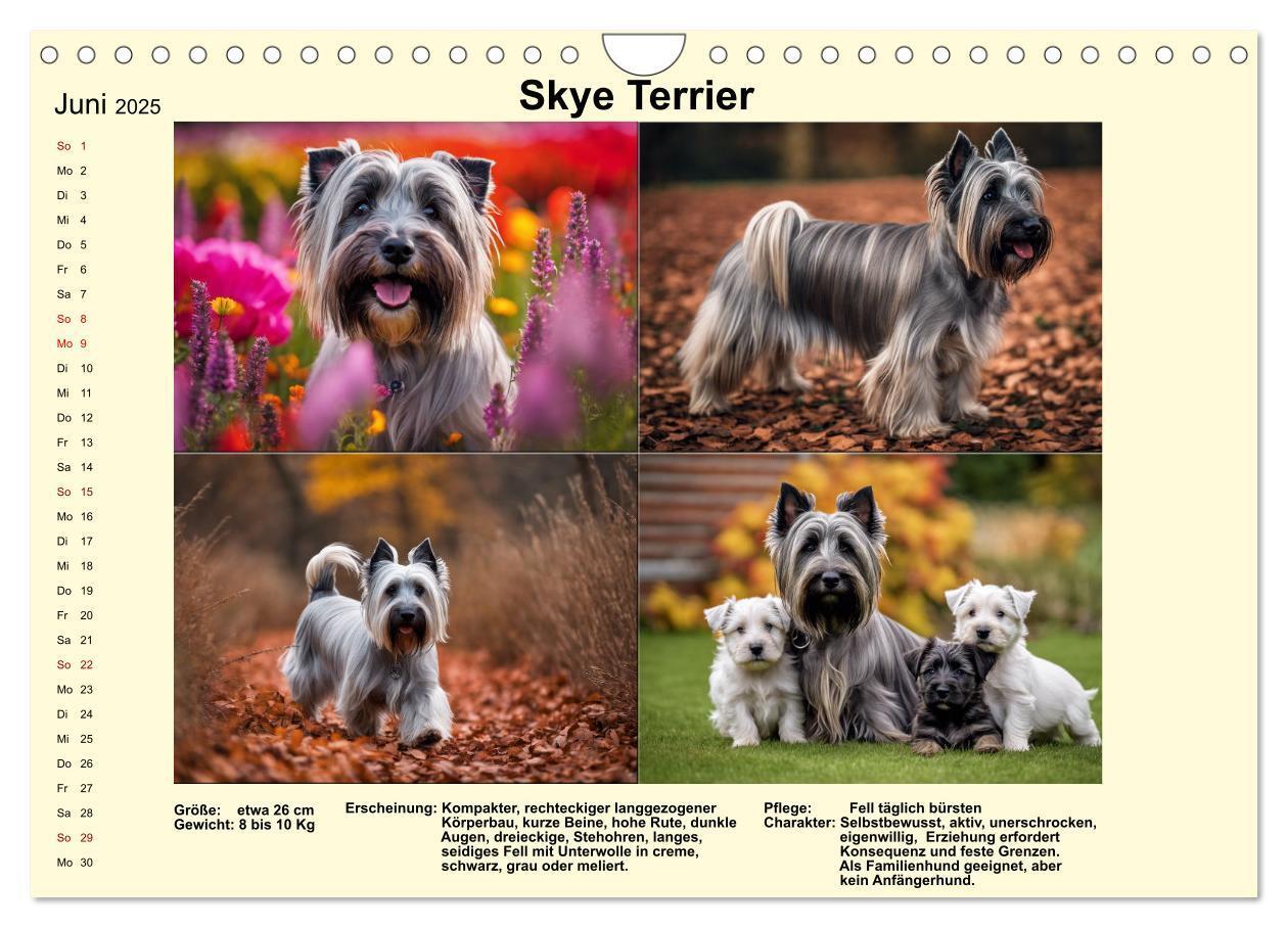 Bild: 9783435347896 | Terrier-Rassen im Portrait (Wandkalender 2025 DIN A4 quer),...