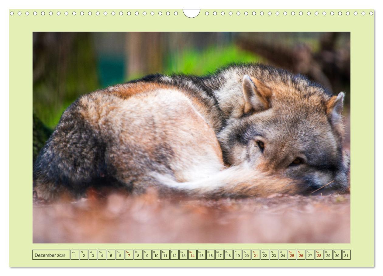 Bild: 9783383972652 | Wolf - wild und schön (Wandkalender 2025 DIN A3 quer), CALVENDO...