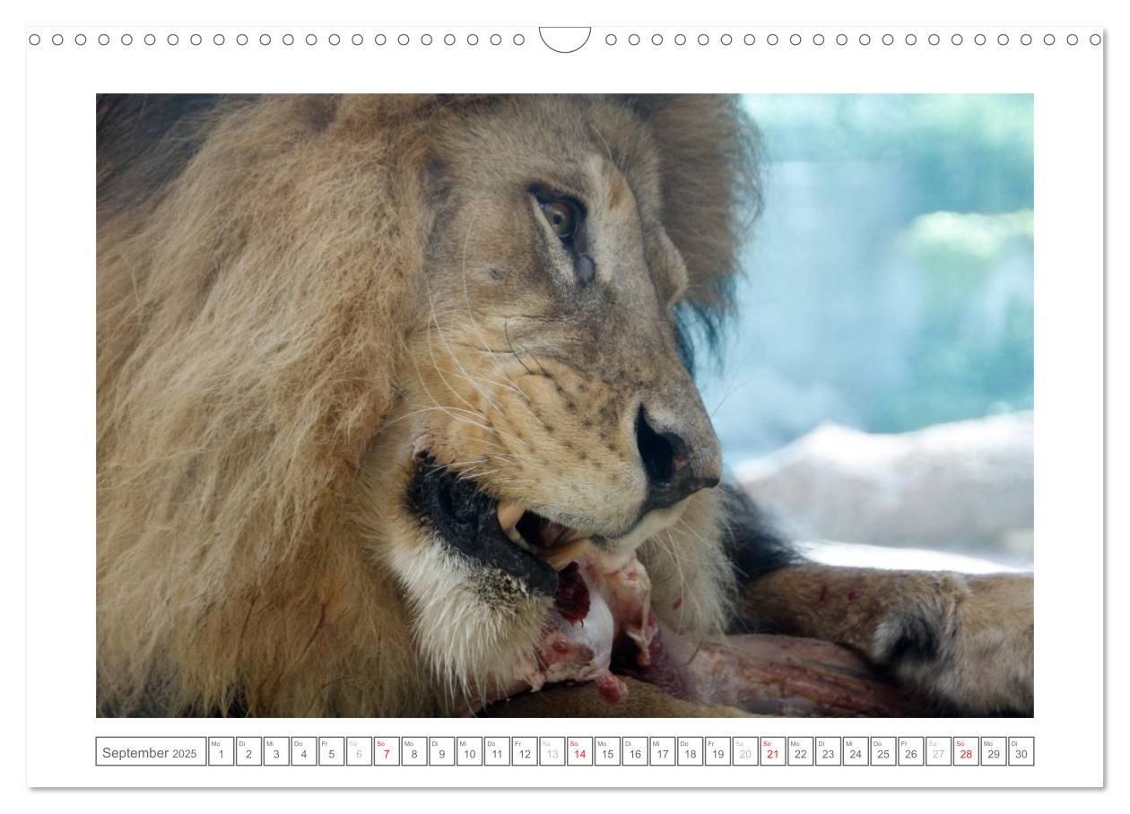 Bild: 9783435503193 | Tiere im Zoo (Wandkalender 2025 DIN A3 quer), CALVENDO Monatskalender