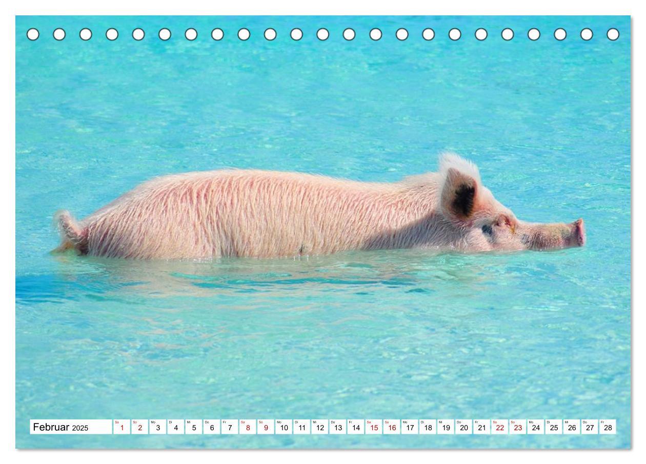 Bild: 9783435420278 | Schweine im Dauerurlaub auf den Bahamas! (Tischkalender 2025 DIN A5...