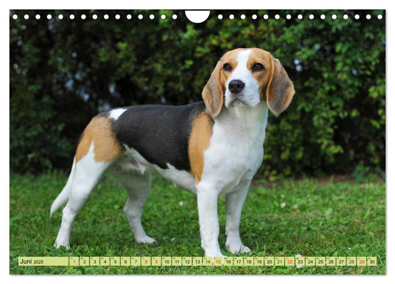 Bild: 9783435575800 | Beagle - Herz auf 4 Pfoten (Wandkalender 2025 DIN A4 quer),...