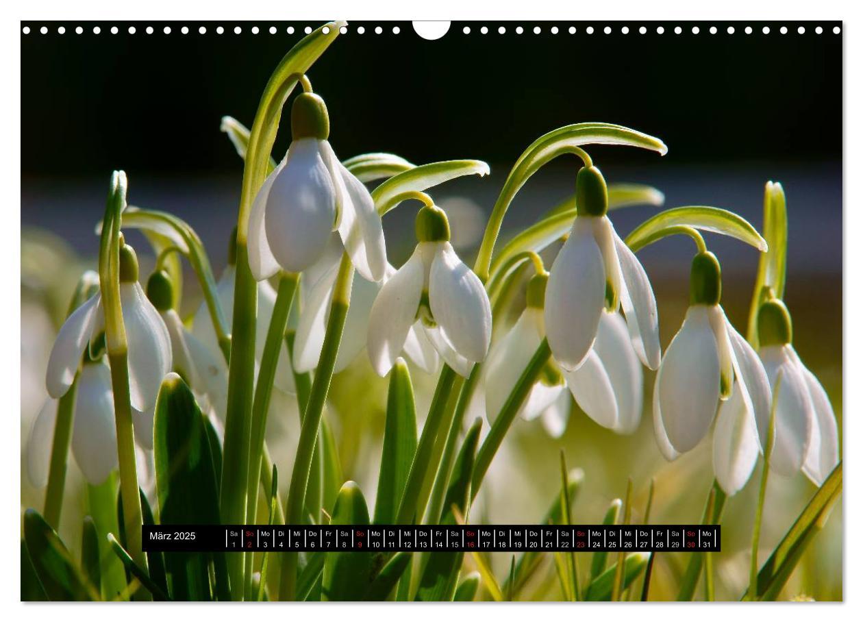 Bild: 9783435722082 | Blüten-Zauber am Wegesrand 2025 (Wandkalender 2025 DIN A3 quer),...