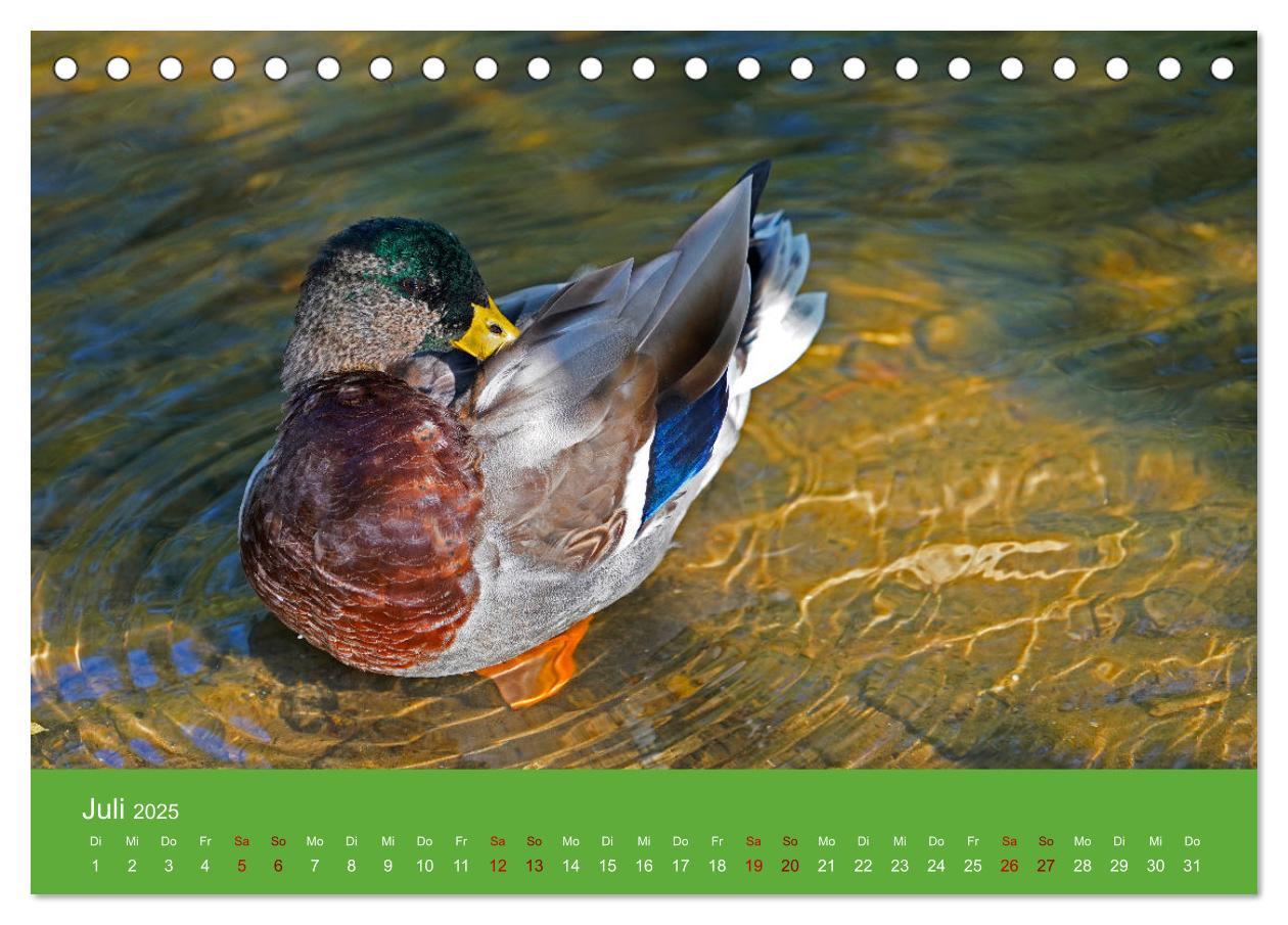 Bild: 9783435019939 | Faszination Enten (Tischkalender 2025 DIN A5 quer), CALVENDO...