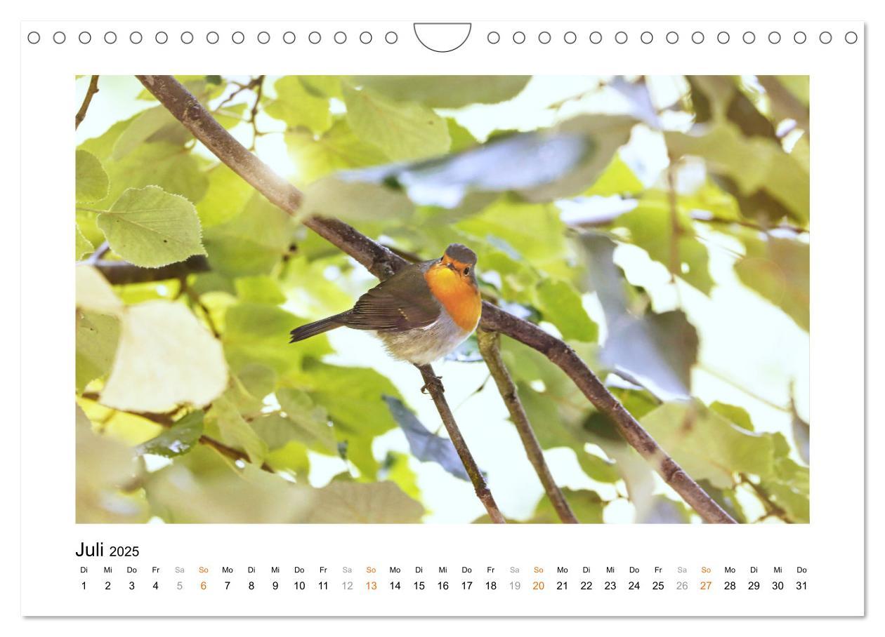 Bild: 9783383915178 | Zauberhafte Rotkehlchen (Wandkalender 2025 DIN A4 quer), CALVENDO...