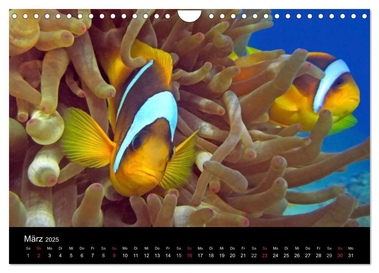 Bild: 9783435659609 | Träume unter Wasser (Wandkalender 2025 DIN A4 quer), CALVENDO...