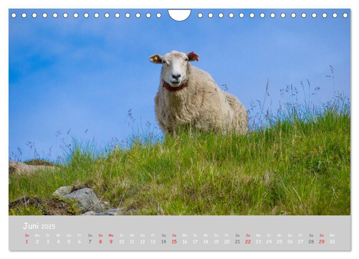 Bild: 9783435524099 | Ganz schön Schaf (Wandkalender 2025 DIN A4 quer), CALVENDO...