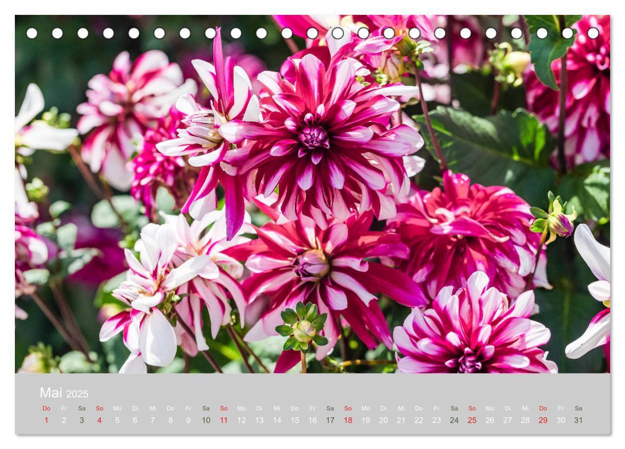 Bild: 9783435298815 | Dahlien - Prachtvolle Blüten des Spätsommers (Tischkalender 2025...