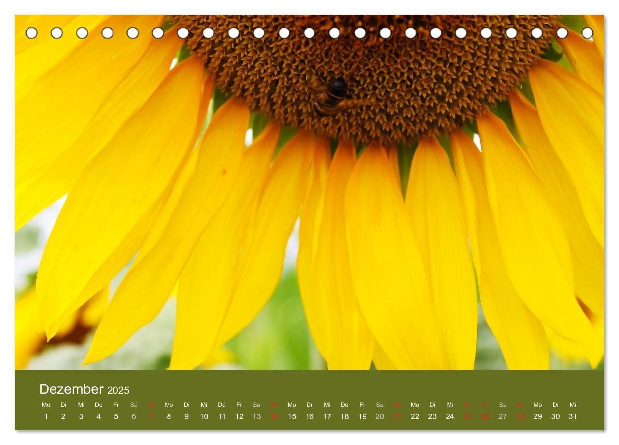 Bild: 9783435798957 | Sonnenblumen - die Blumen der Lebensfreude (Tischkalender 2025 DIN...