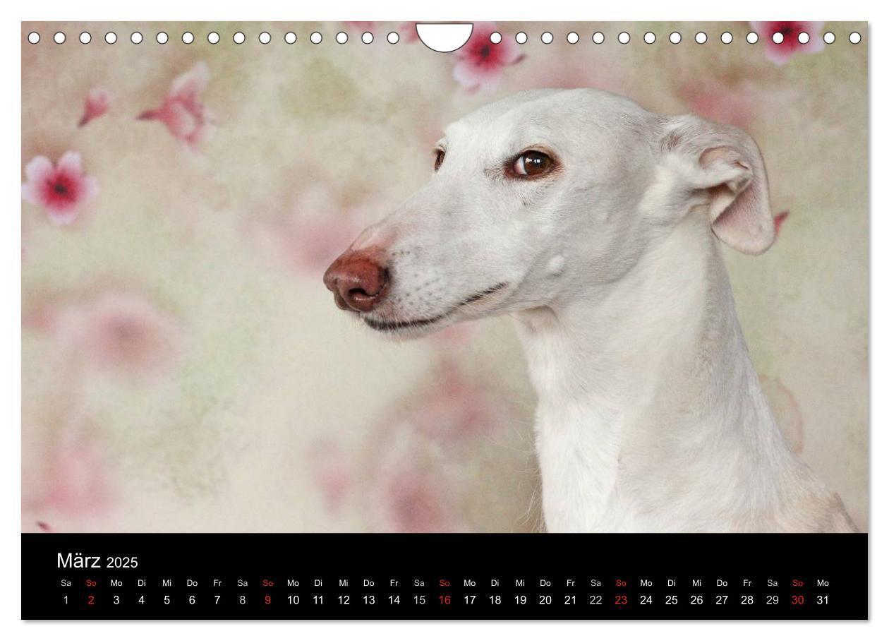 Bild: 9783435776092 | Der Windhundekalender (Wandkalender 2025 DIN A4 quer), CALVENDO...