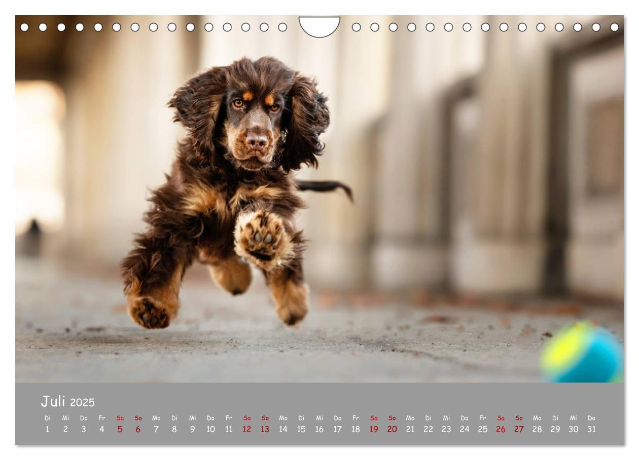 Bild: 9783435137305 | Elvis ein Engl. Cocker Spaniel wird Groß (Wandkalender 2025 DIN A4...