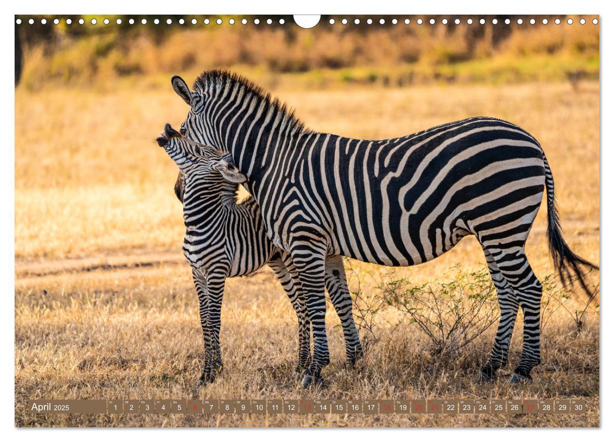 Bild: 9783435313198 | Wildlife Sambia (Wandkalender 2025 DIN A3 quer), CALVENDO...