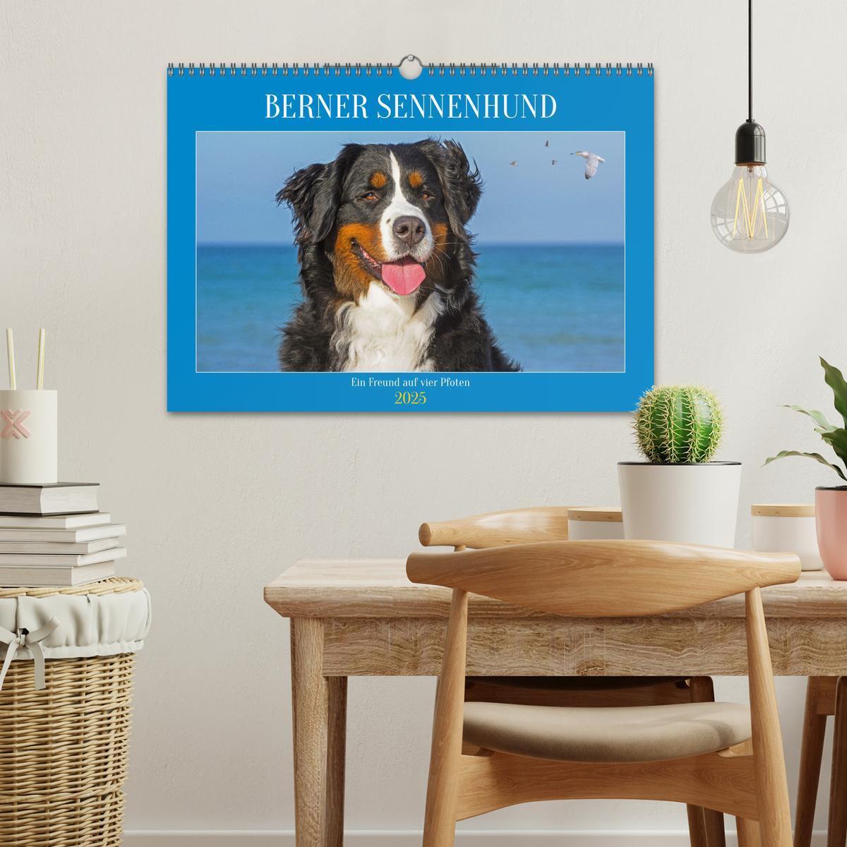 Bild: 9783383847561 | Berner Sennenhund - Ein Freund auf vier Pfoten (Wandkalender 2025...