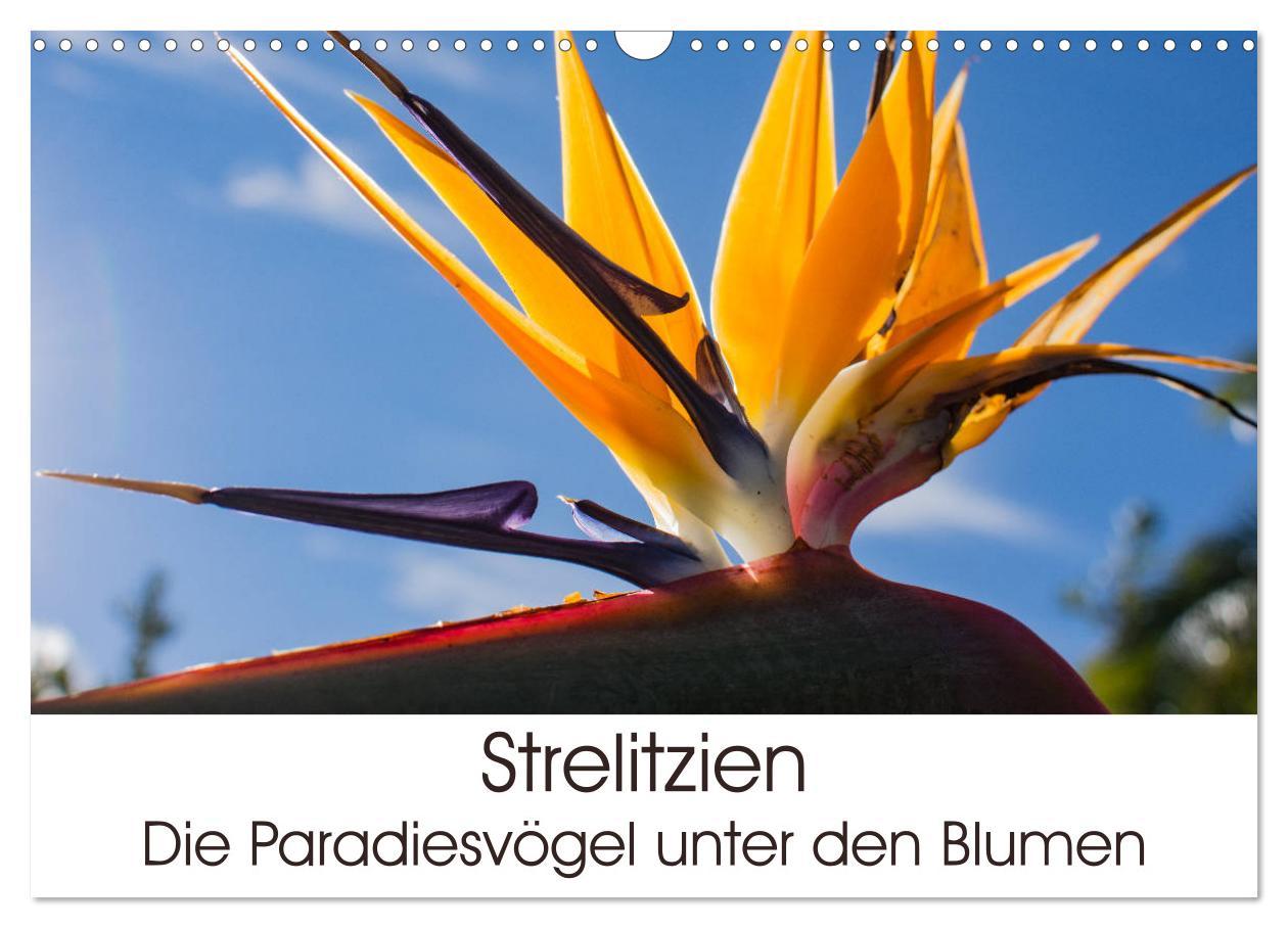 Cover: 9783435398553 | Strelitzien - die Paradiesvögel unter den Blumen (Wandkalender 2025...