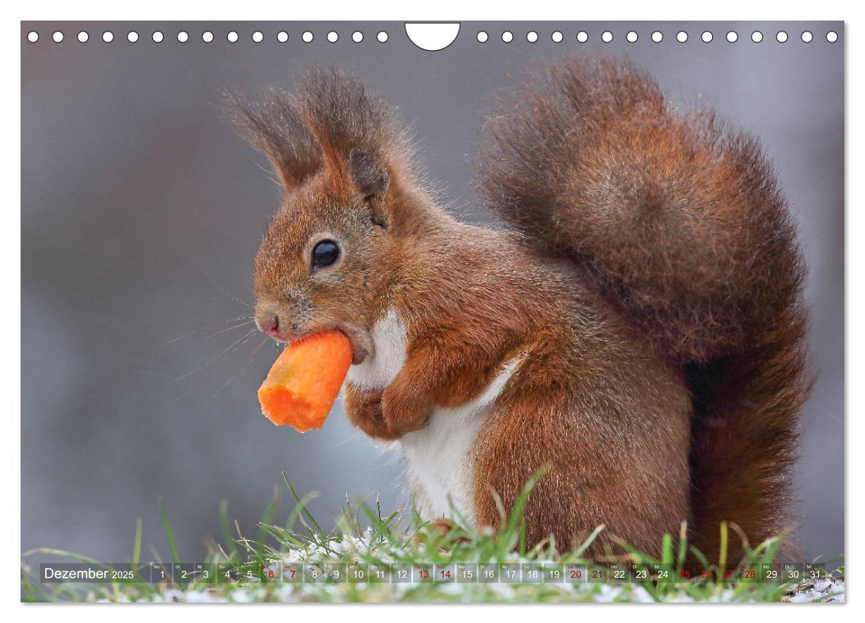 Bild: 9783435280285 | Eichhörnchen in zauberhaften Posen (Wandkalender 2025 DIN A4 quer),...