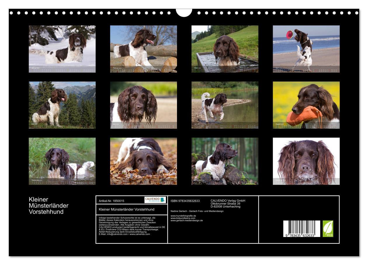 Bild: 9783435632633 | Kleiner Münsterländer Vorstehhund (Wandkalender 2025 DIN A3 quer),...