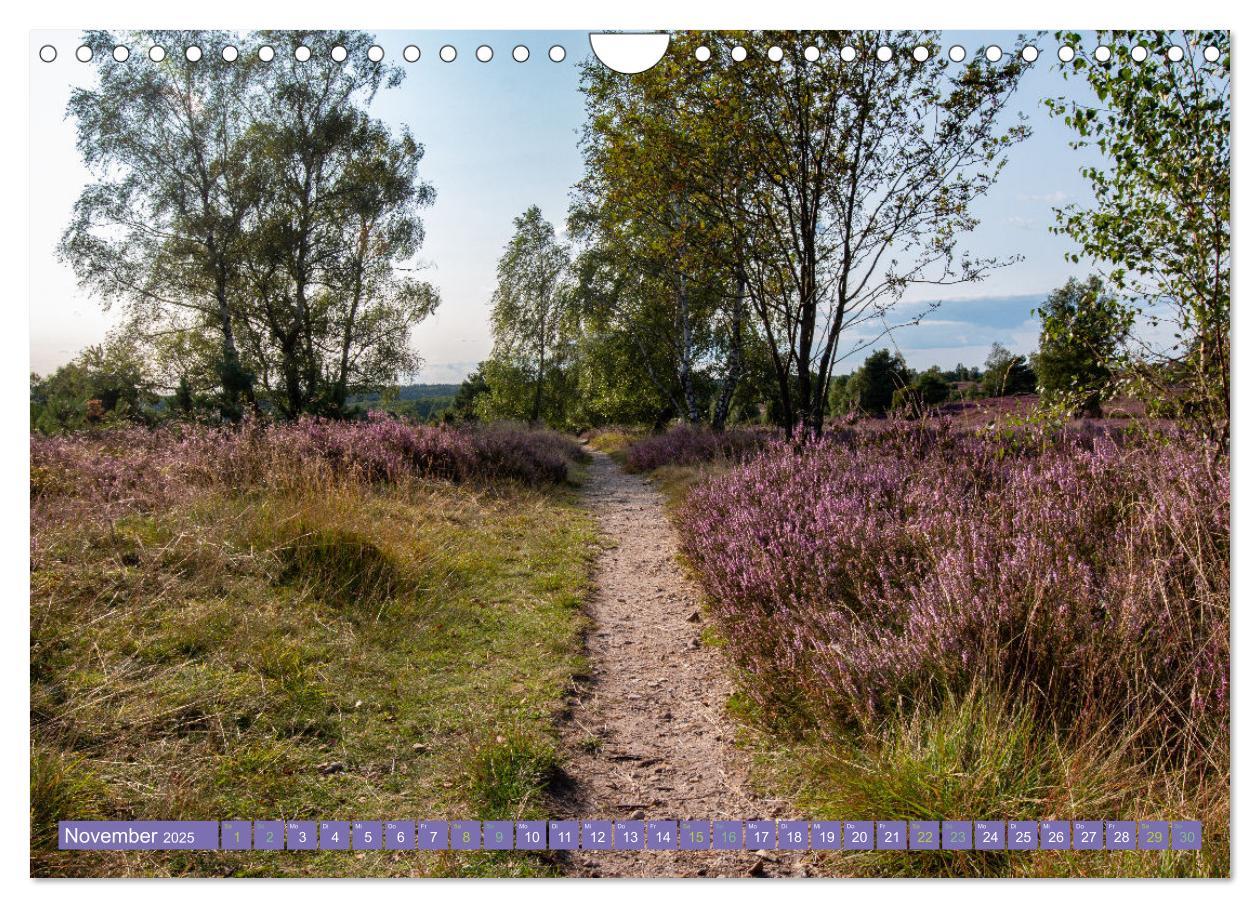 Bild: 9783383984419 | Die Farbenpracht der Lüneburger Heide (Wandkalender 2025 DIN A4...