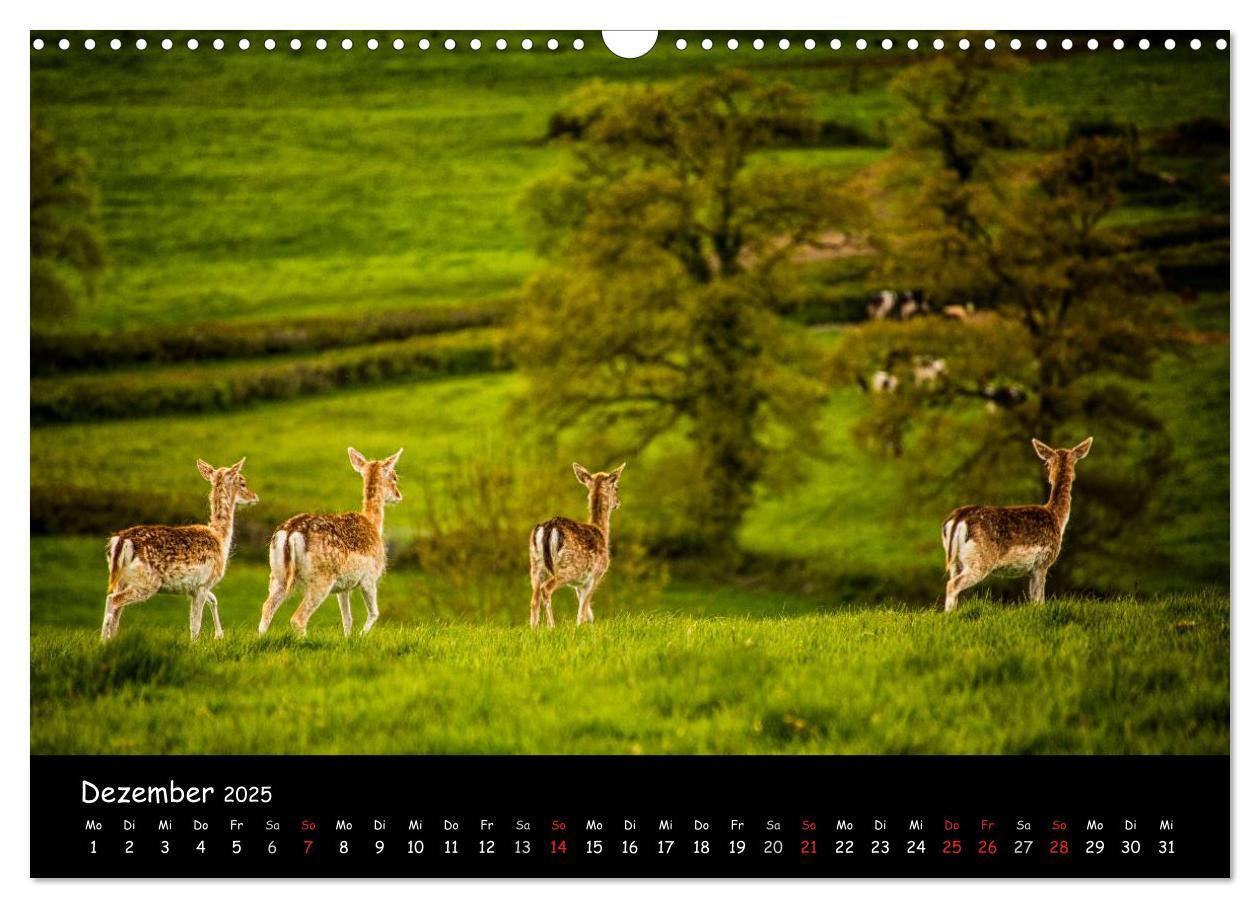 Bild: 9783435608928 | Rehe und Hirsche in freier Natur (Wandkalender 2025 DIN A3 quer),...