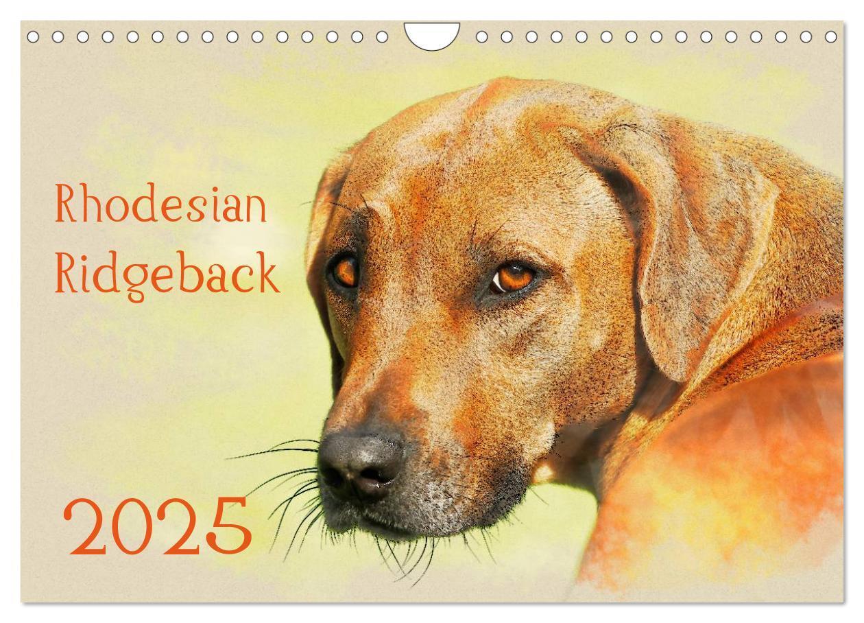 Cover: 9783435705627 | Rhodesian Ridgeback 2025 (Wandkalender 2025 DIN A4 quer), CALVENDO...