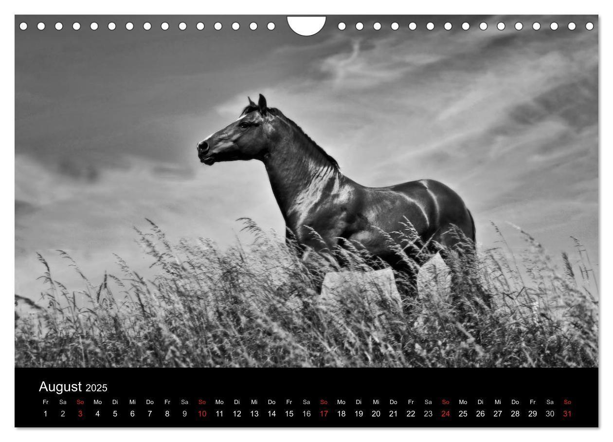 Bild: 9783435770298 | Pferde 2025 Wild Thing (Wandkalender 2025 DIN A4 quer), CALVENDO...