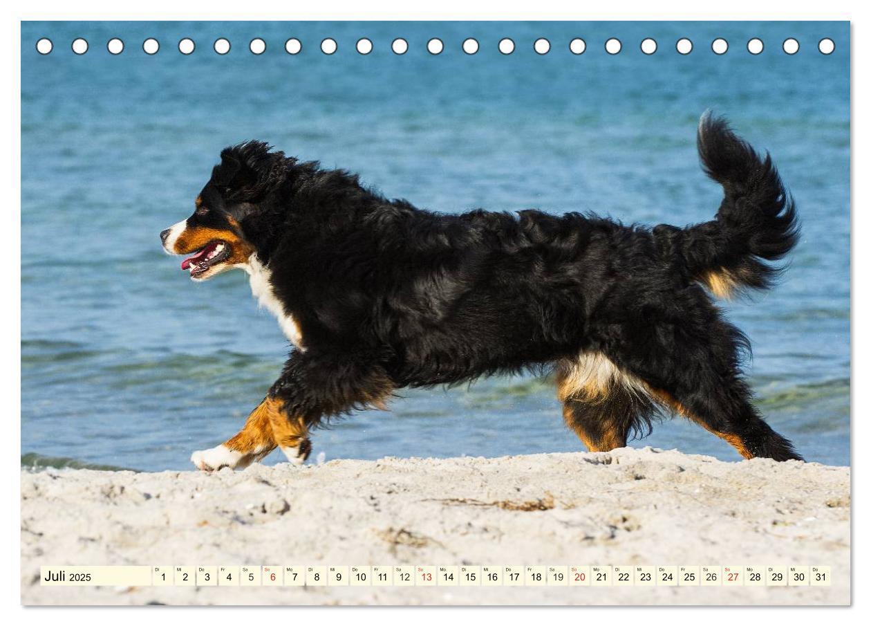 Bild: 9783435515783 | Berner Sennenhunde am Strand (Tischkalender 2025 DIN A5 quer),...