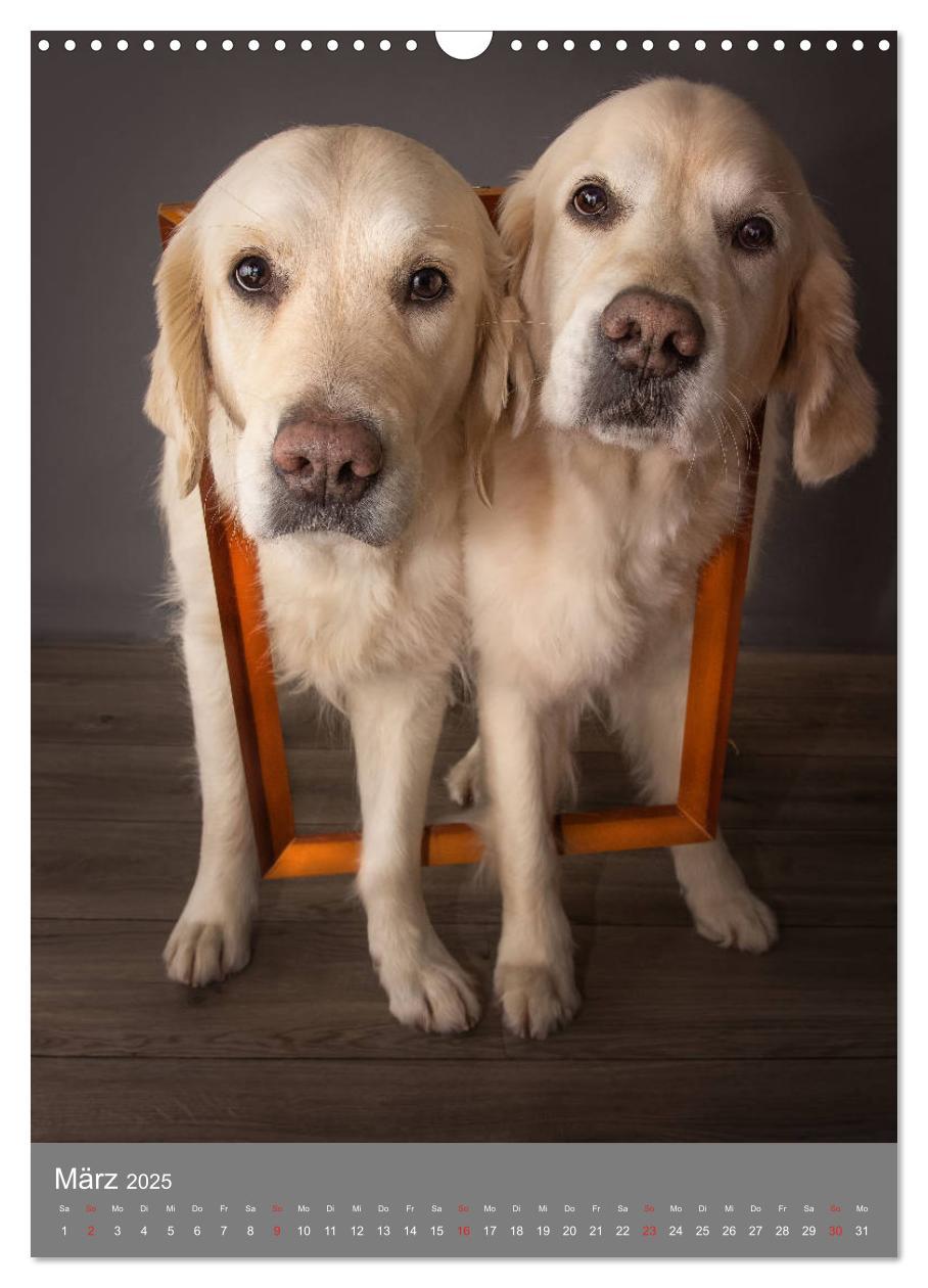 Bild: 9783435947713 | Grace und Cuba - Zwei liebenswerte Golden Retriever (Wandkalender...