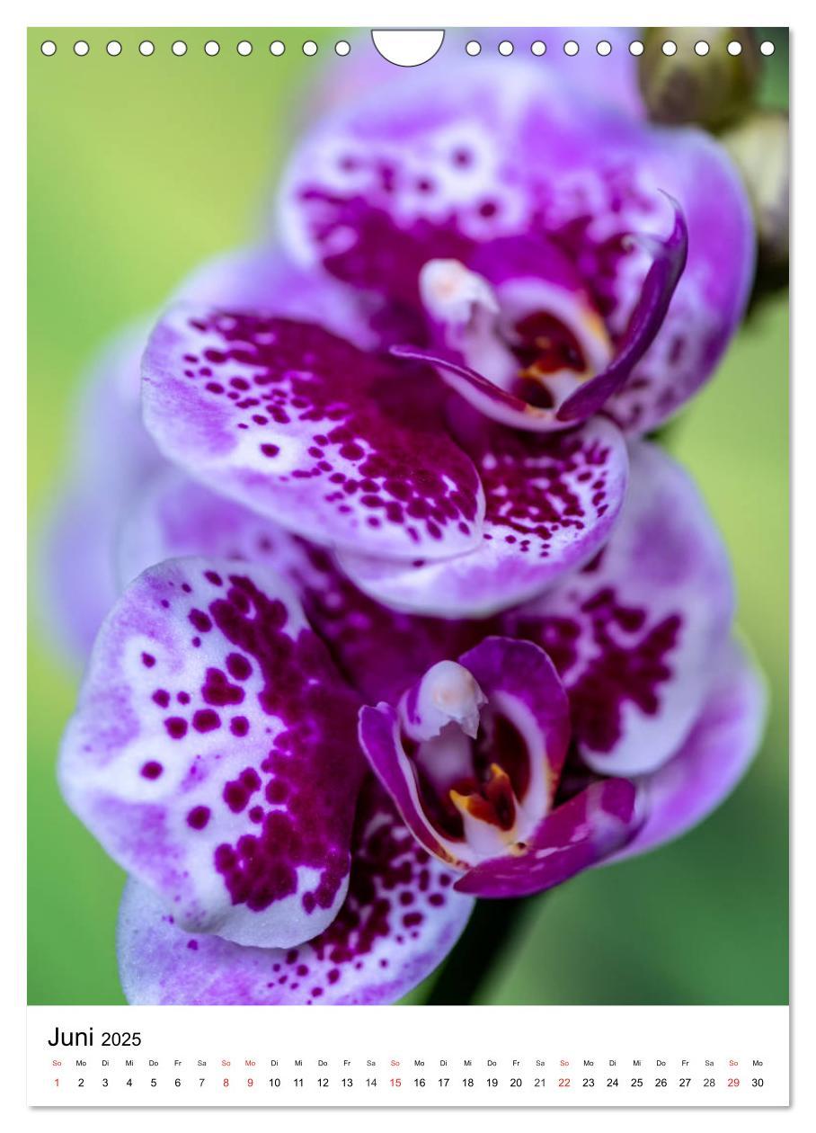 Bild: 9783435961290 | Orchideen (Wandkalender 2025 DIN A4 hoch), CALVENDO Monatskalender