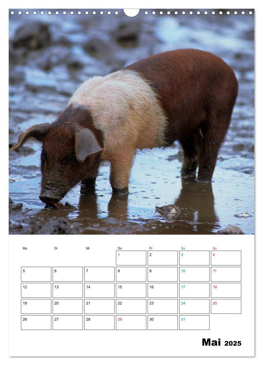 Bild: 9783457077863 | Schweine 2025 (Wandkalender 2025 DIN A3 hoch), CALVENDO Monatskalender