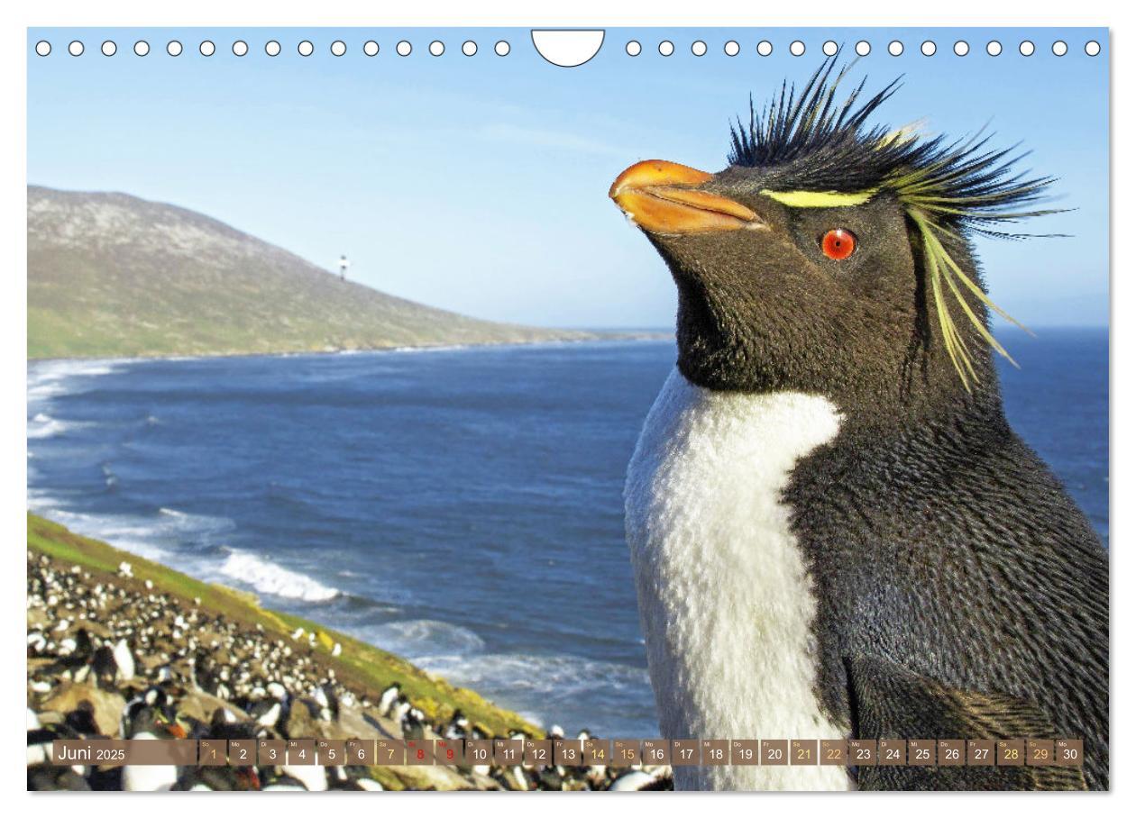 Bild: 9783457197929 | Pinguine: Gehupft wie gesprungen (Wandkalender 2025 DIN A4 quer),...