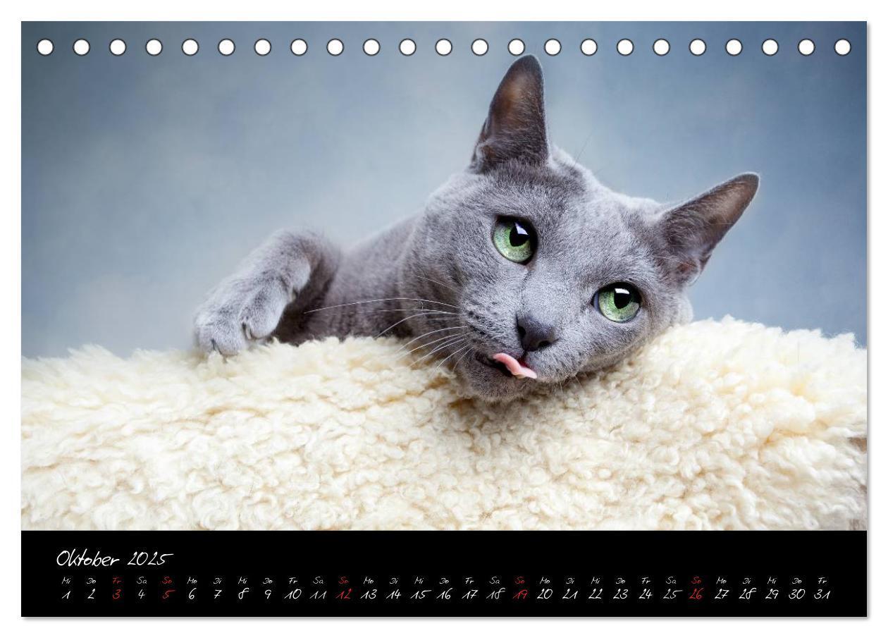 Bild: 9783435827954 | Katzen 2025 (Tischkalender 2025 DIN A5 quer), CALVENDO Monatskalender