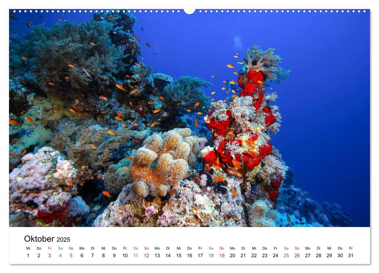 Bild: 9783435615247 | Highlights aus dem Meer - Tauchkalender (Wandkalender 2025 DIN A2...