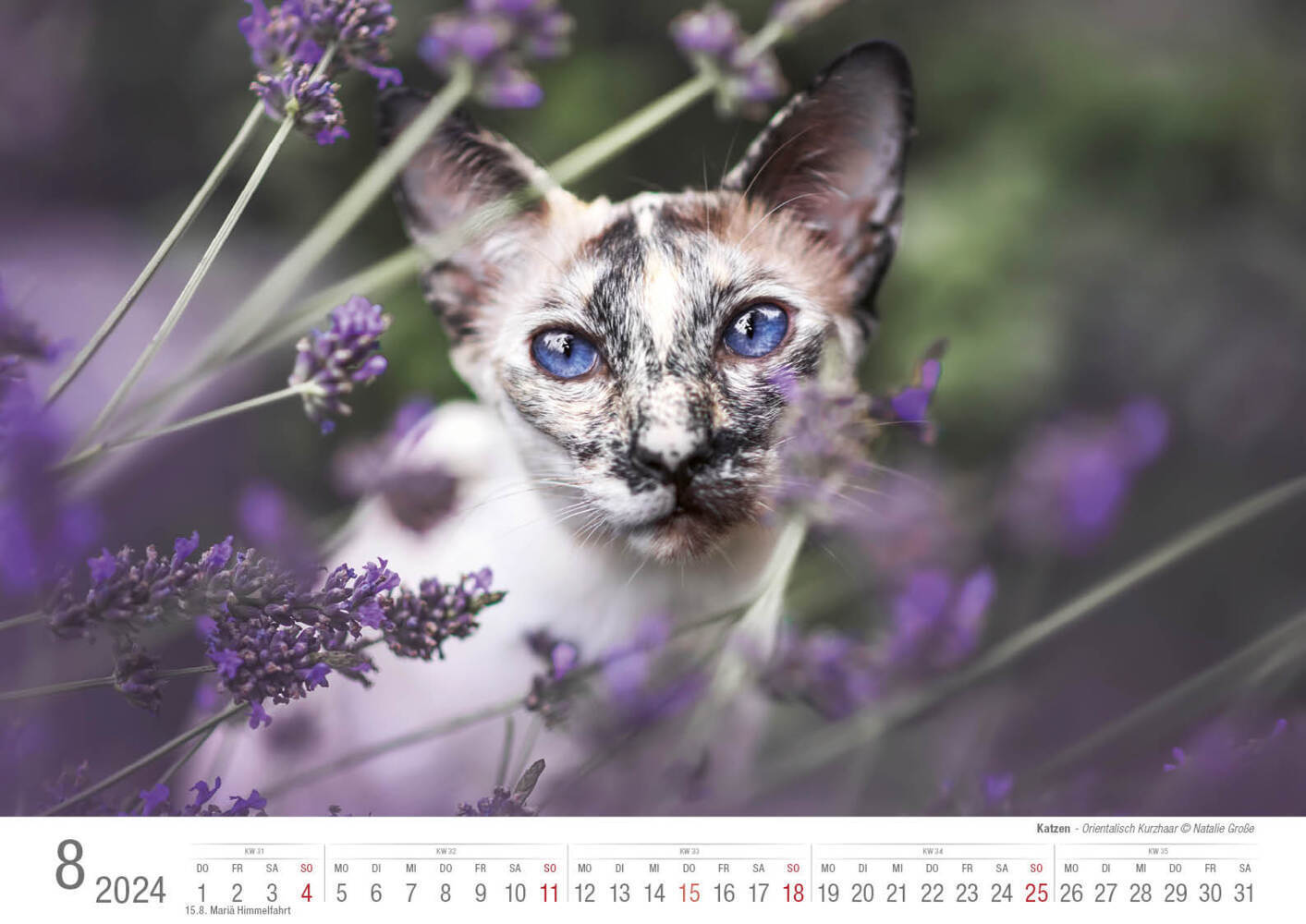 Bild: 9783965352001 | Katzen 2024 Bildkalender A3 quer - Natalie Große | Holger Klaes | 2024