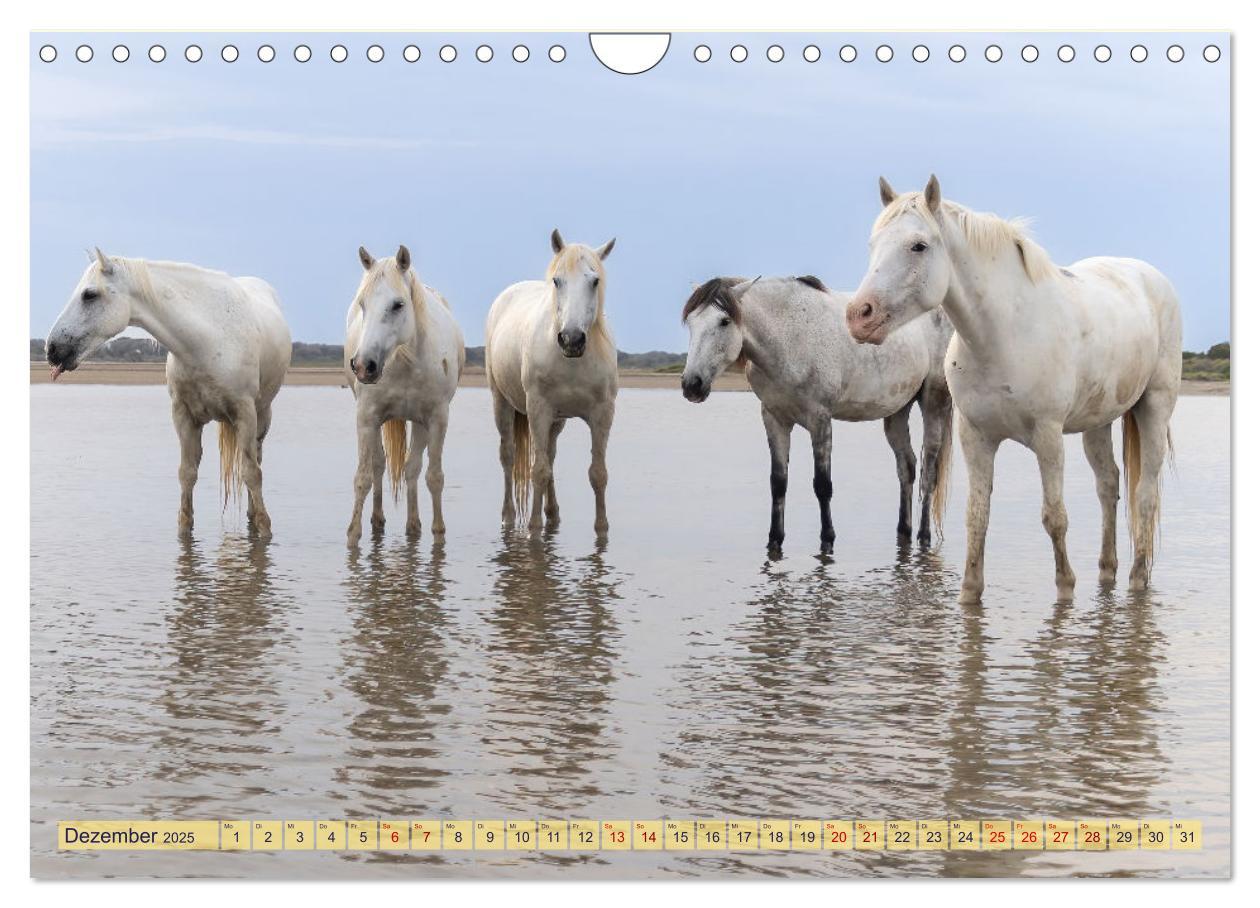 Bild: 9783383828287 | Die wilden Pferde der Camargue (Wandkalender 2025 DIN A4 quer),...