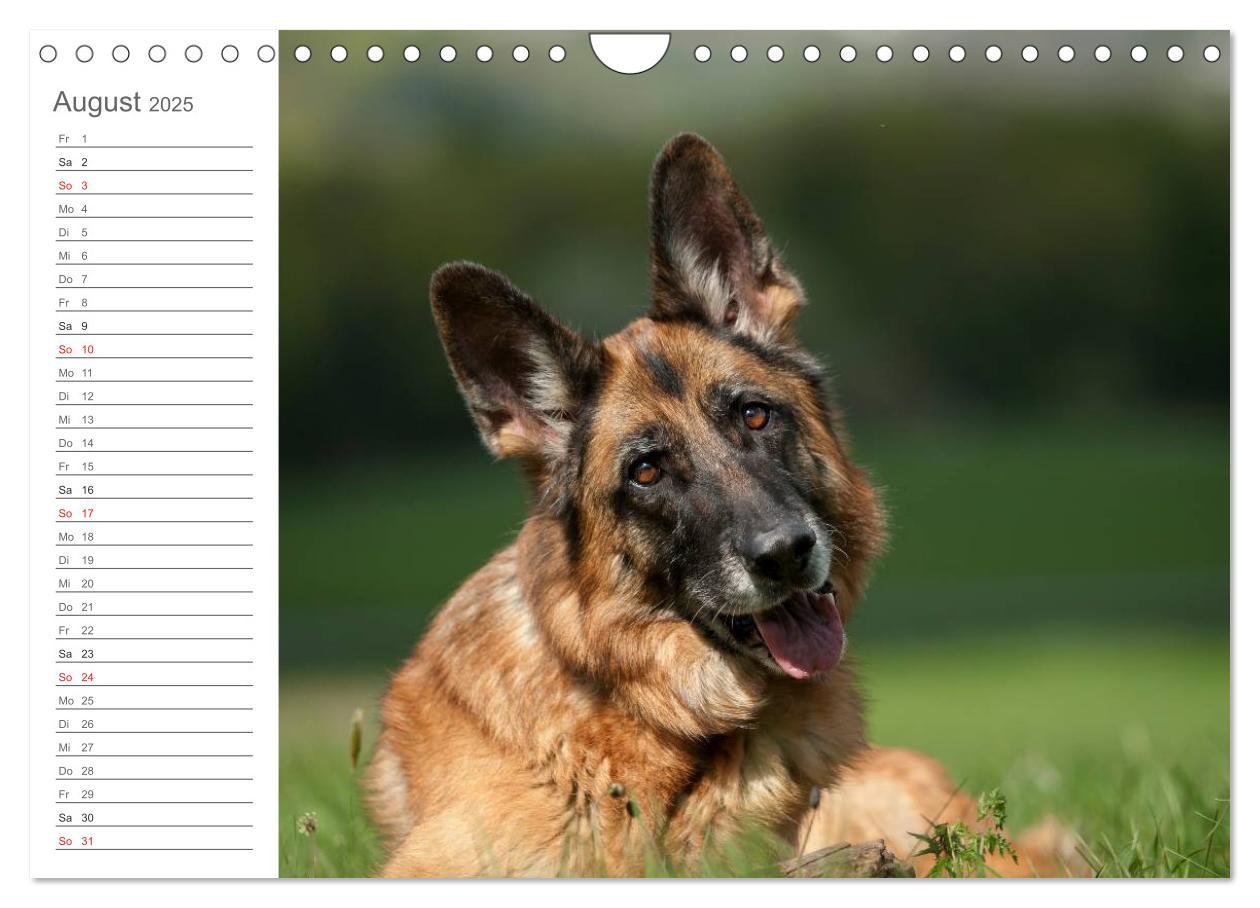 Bild: 9783435474035 | Deutsche Schäferhunde Seelentröster (Wandkalender 2025 DIN A4...