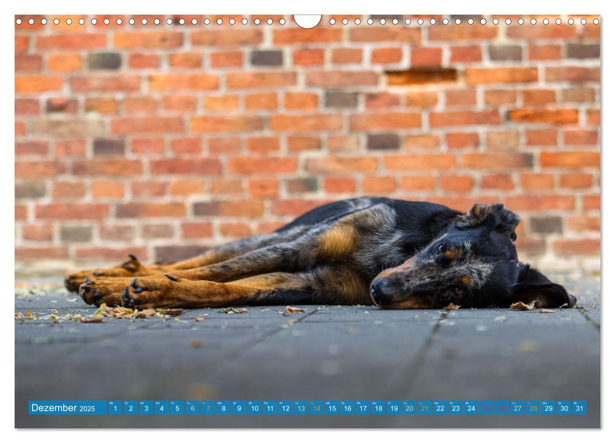 Bild: 9783457197219 | Der Beauceron (Wandkalender 2025 DIN A3 quer), CALVENDO Monatskalender