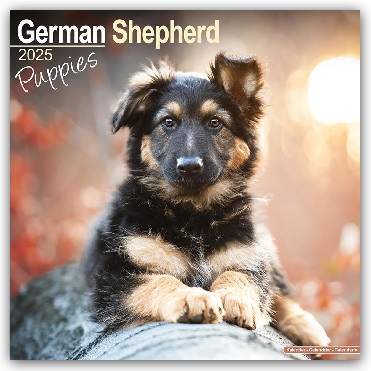 Cover: 9781804604052 | German Shepherd Puppies - Deutsche Schäferhund Welpen 2025 -...