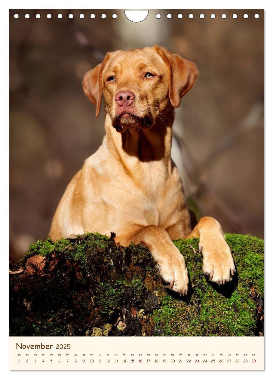 Bild: 9783457065211 | Labrador Retriever (Wandkalender 2025 DIN A4 hoch), CALVENDO...