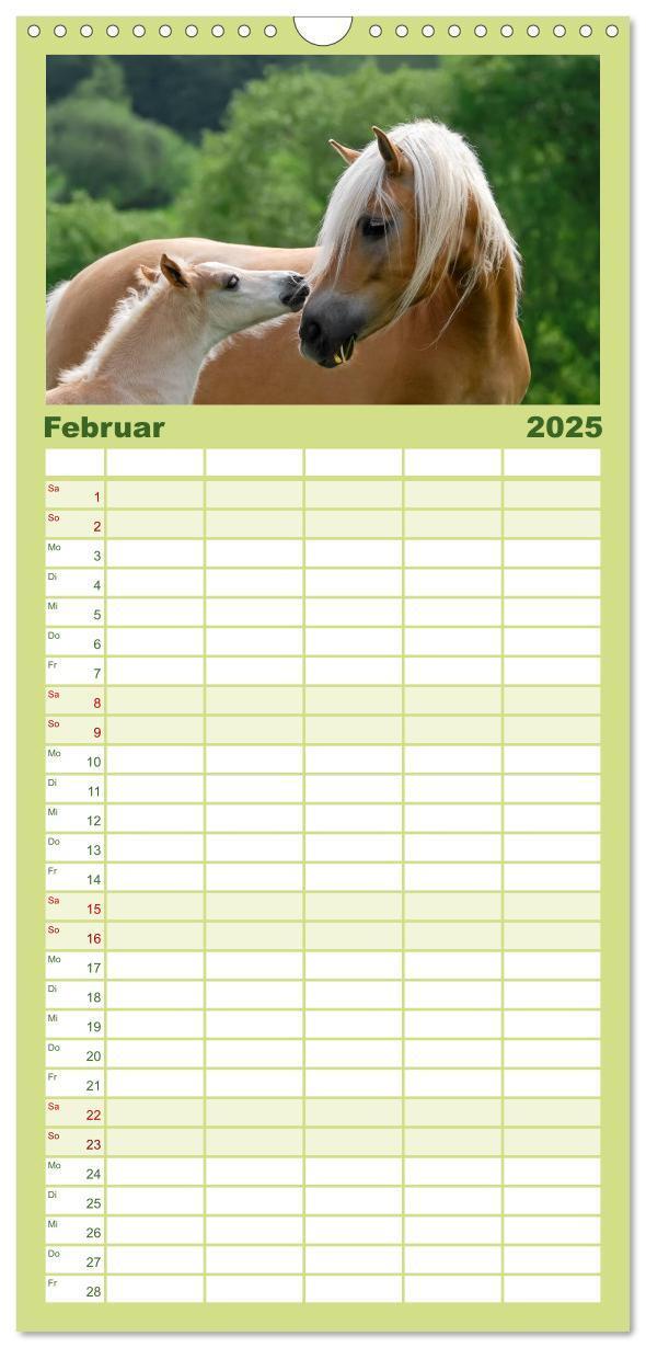 Bild: 9783457110775 | Familienplaner 2025 - Haflinger Fohlen mit 5 Spalten (Wandkalender,...