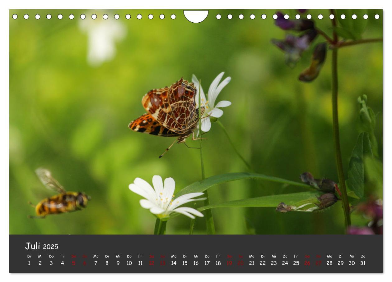 Bild: 9783435089192 | Insekten - Kleine Wunder (Wandkalender 2025 DIN A4 quer), CALVENDO...