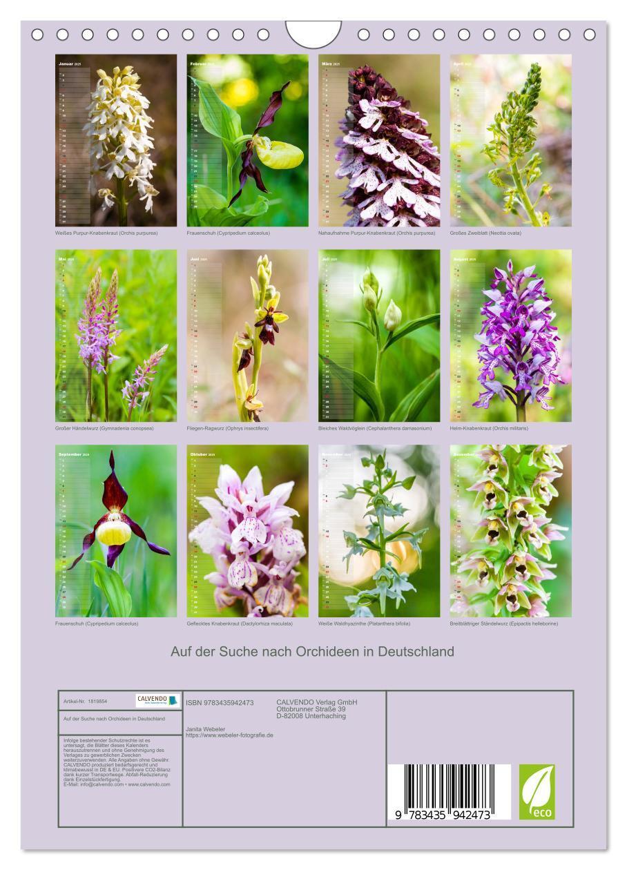 Bild: 9783435942473 | Auf der Suche nach Orchideen in Deutschland (Wandkalender 2025 DIN...