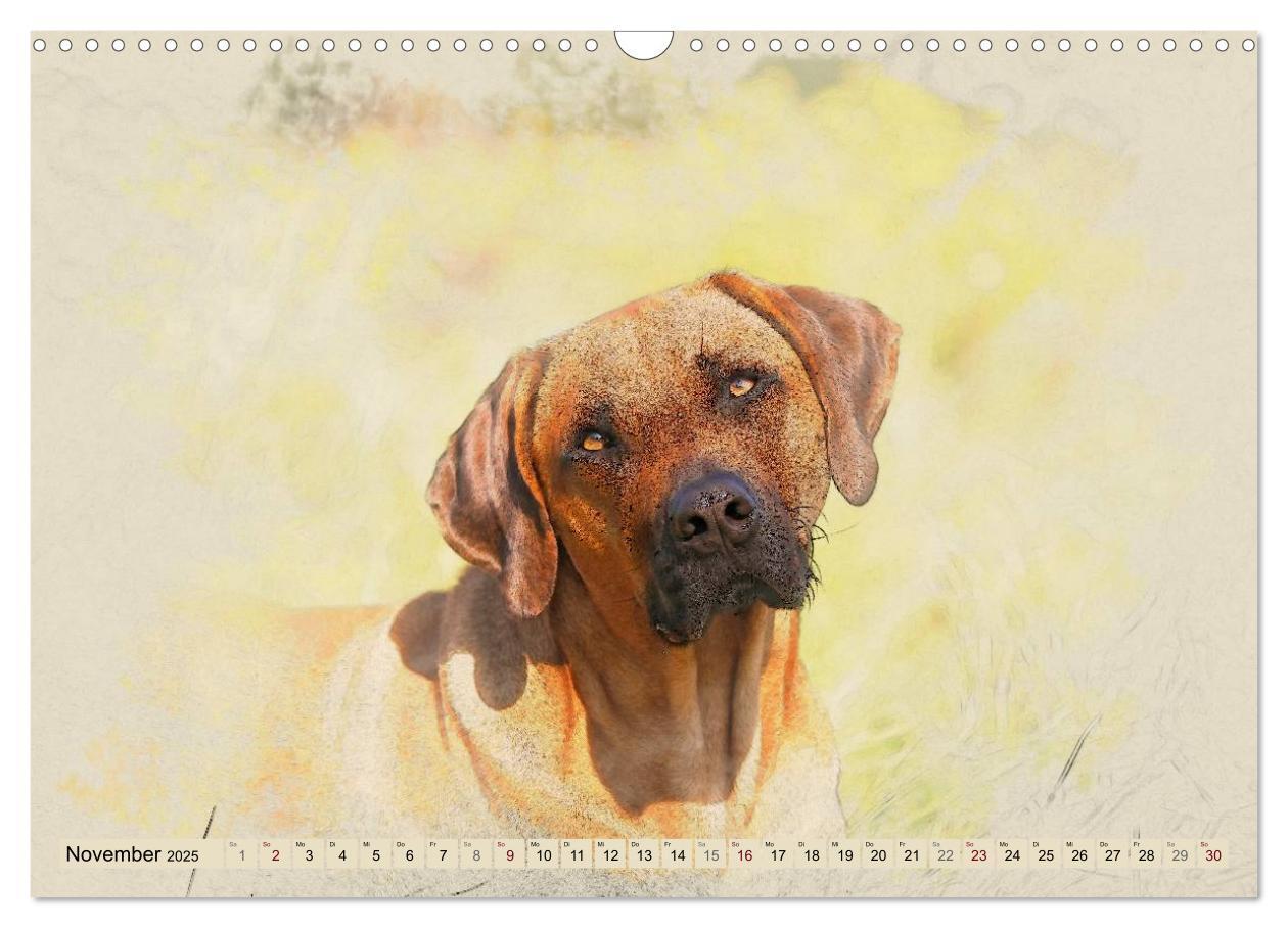 Bild: 9783435705191 | Rhodesian Ridgeback 2025 (Wandkalender 2025 DIN A3 quer), CALVENDO...