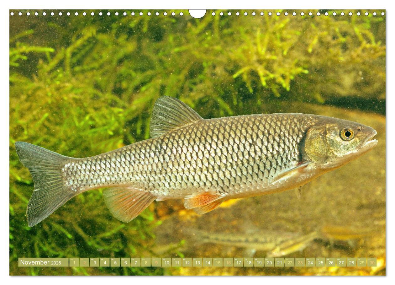 Bild: 9783383889219 | Fische in Teichen und Flüssen (Wandkalender 2025 DIN A3 quer),...