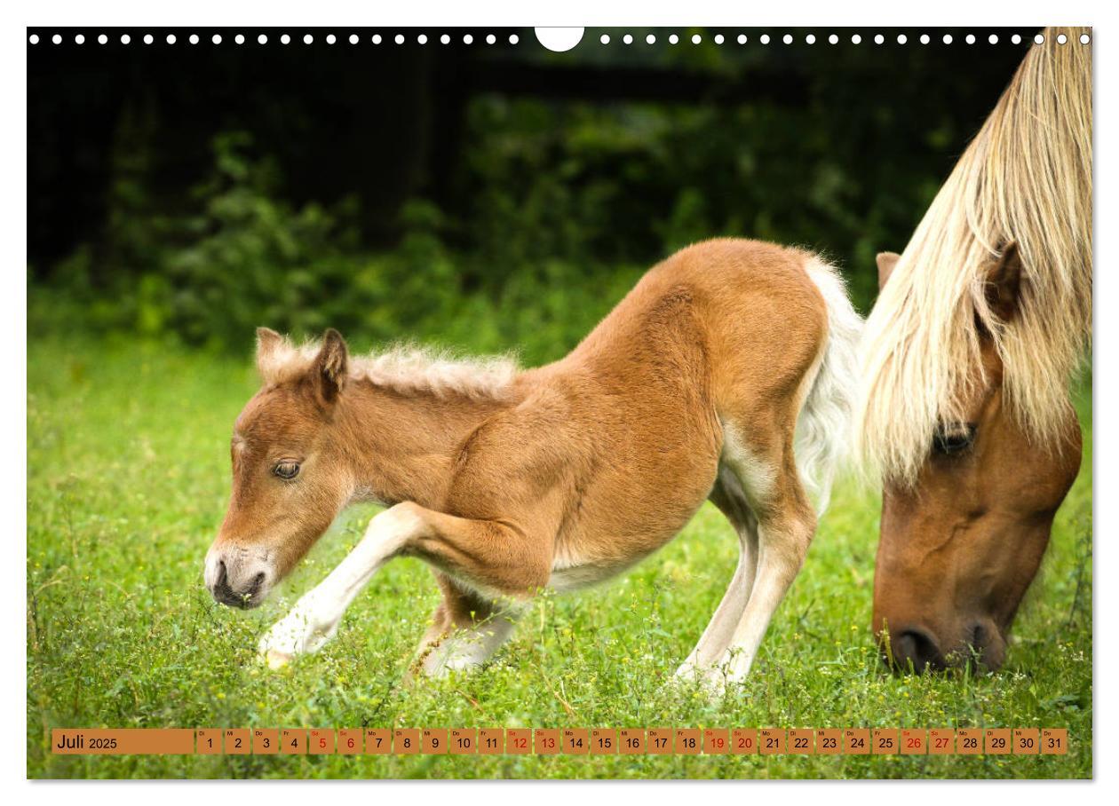 Bild: 9783435367023 | Ponys, die starken Persönlichkeiten (Wandkalender 2025 DIN A3...