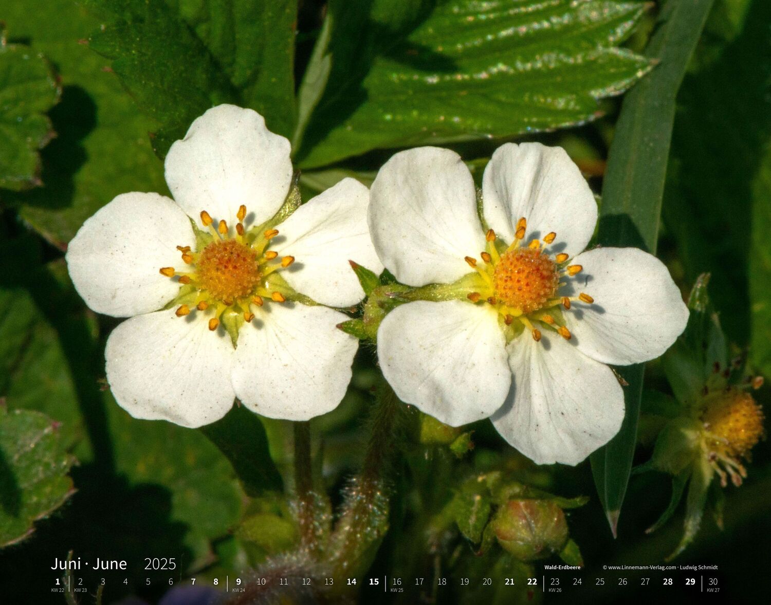 Bild: 9783862923403 | Wildblumen 2025 Großformat-Kalender 58 x 45,5 cm | Wildflowers 2025