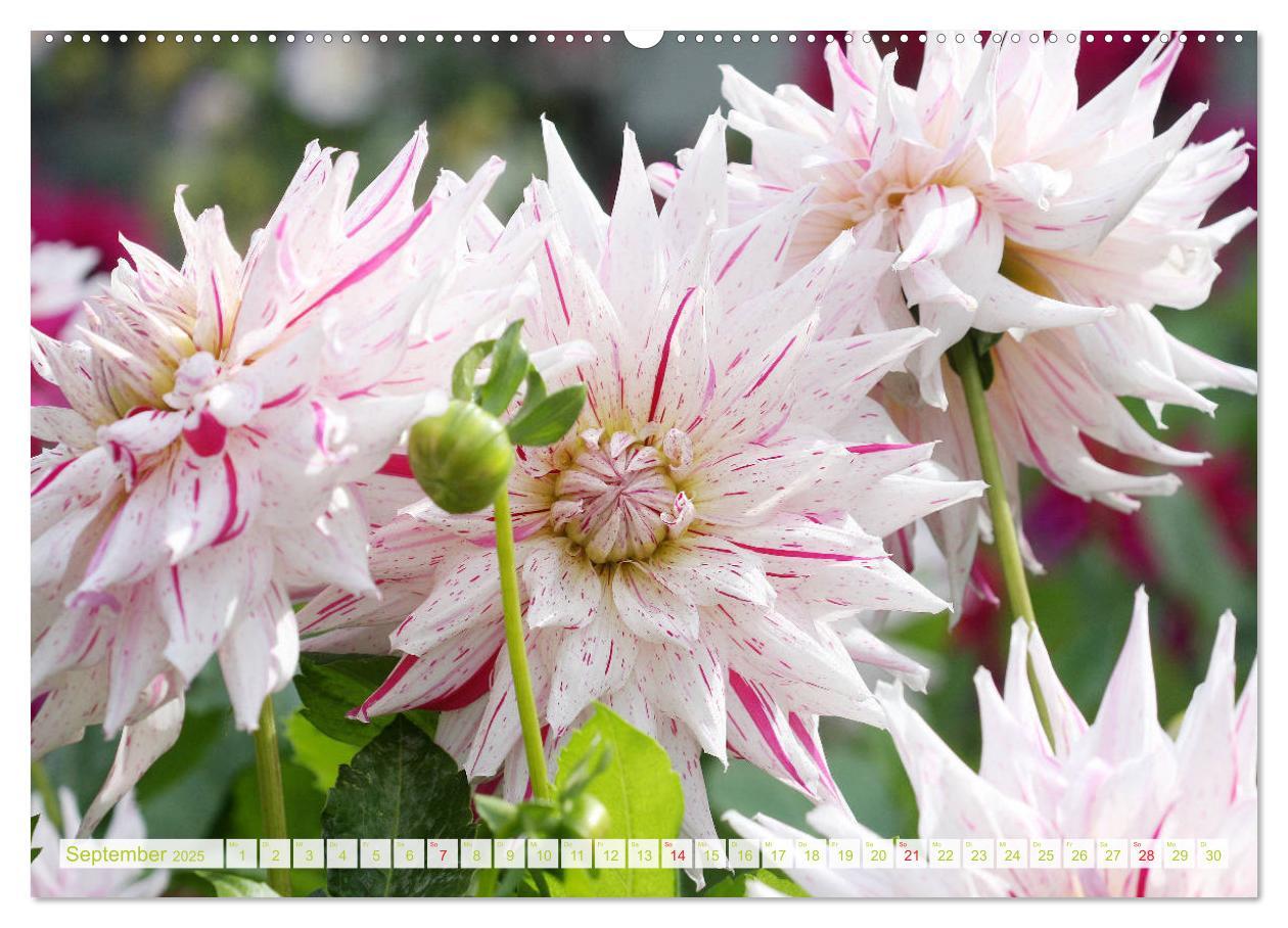 Bild: 9783435259083 | Wunderbare Dahlienwelt (hochwertiger Premium Wandkalender 2025 DIN...