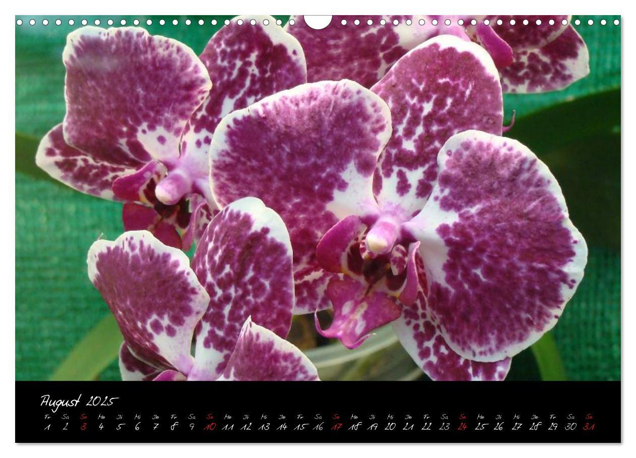 Bild: 9783435822119 | Farbenreiche Orchideen (Wandkalender 2025 DIN A3 quer), CALVENDO...