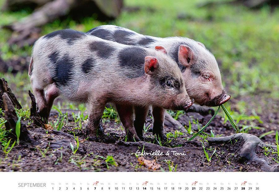 Bild: 9783966648332 | Schweine Kalender 2025 | Der Tierkalender mit den charmanten Namen