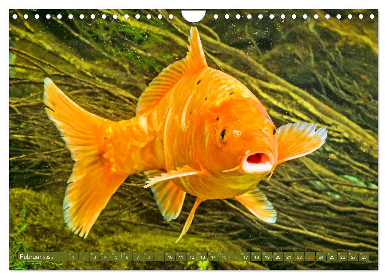 Bild: 9783435129553 | Koi: Juwelen im Teich (Wandkalender 2025 DIN A4 quer), CALVENDO...