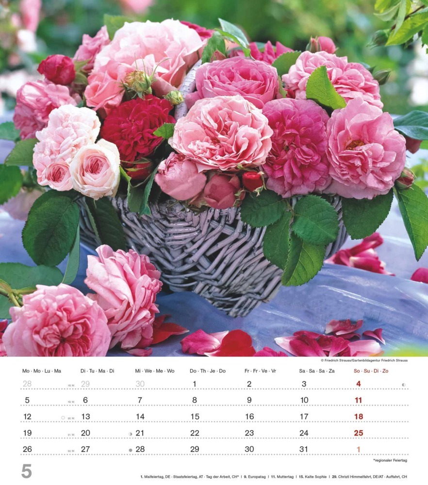 Bild: 4251732342135 | Alpha Edition - Der Duft der Rosen 2025 Bildkalender, 30,x34cm,...