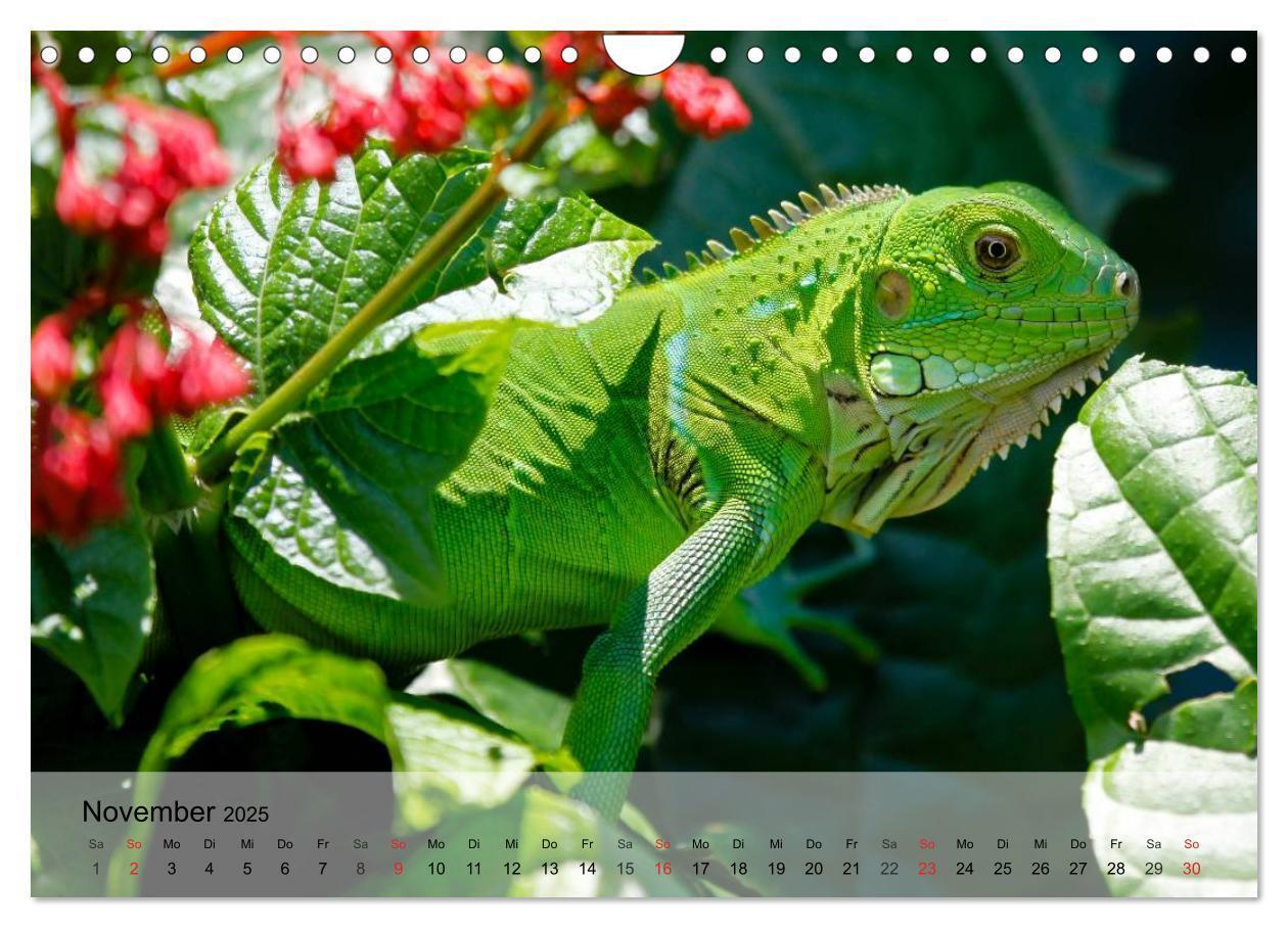 Bild: 9783435625727 | Reptilien Schlangen, Echsen und Co. (Wandkalender 2025 DIN A4...